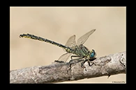 Gomphus pulchellus, thumbnail 5 / 20