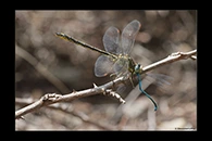 Gomphus pulchellus, thumbnail 6 / 20