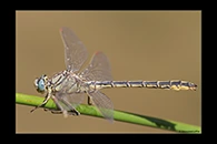 Gomphus pulchellus, thumbnail 7 / 20