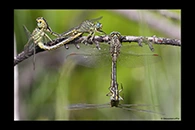 Gomphus pulchellus, thumbnail 11 / 20