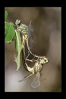 Gomphus pulchellus, thumbnail 12 / 20