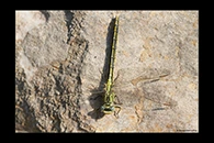 Gomphus pulchellus, thumbnail 15 / 20