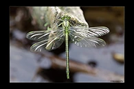 Gomphus pulchellus, thumbnail 17 / 20