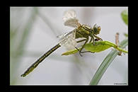 Gomphus pulchellus, thumbnail 18 / 20