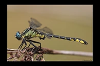 Gomphus schneiderii, thumbnail 1 / 20