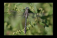 Gomphus schneiderii, thumbnail 2 / 20