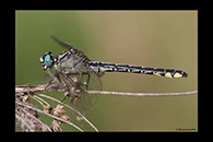 Gomphus schneiderii, thumbnail 6 / 20