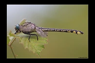 Gomphus schneiderii, thumbnail 7 / 20