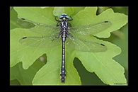 Gomphus schneiderii, thumbnail 9 / 20