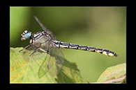 Gomphus schneiderii, thumbnail 10 / 20