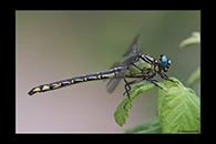 Gomphus schneiderii, thumbnail 11 / 20