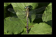 Gomphus schneiderii, thumbnail 12 / 20