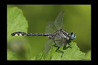Gomphus schneiderii, thumbnail 13 / 20