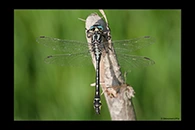 Gomphus schneiderii, thumbnail 14 / 20