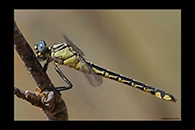 Gomphus schneiderii, thumbnail 15 / 20