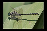 Gomphus schneiderii, thumbnail 17 / 20