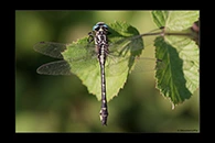 Gomphus schneiderii, thumbnail 19 / 20