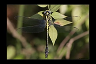 Gomphus schneiderii, thumbnail 20 / 20