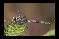 Gomphus simillimus, thumbnail 2 / 20