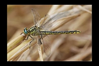 Gomphus simillimus, thumbnail 4 / 20