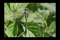 Gomphus vulgatissimus, thumbnail 1 / 20