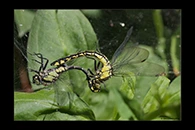 Gomphus vulgatissimus, thumbnail 6 / 20