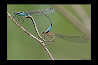 Ischnura elegans, thumbnail 3 / 20