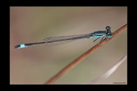 Ischnura elegans, thumbnail 7 / 20