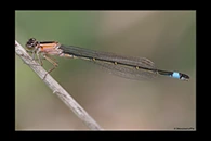 Ischnura elegans, thumbnail 9 / 20