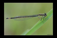 Ischnura elegans, thumbnail 10 / 20