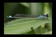 Ischnura elegans, thumbnail 11 / 20