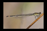 Ischnura elegans, thumbnail 12 / 20