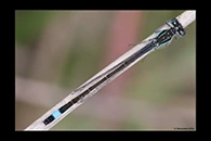 Ischnura elegans, thumbnail 13 / 20