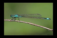 Ischnura elegans, thumbnail 16 / 20