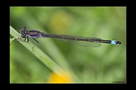 Ischnura elegans, thumbnail 17 / 20