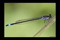 Ischnura elegans, thumbnail 19 / 20