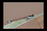Ischnura fountaineae, thumbnail 3 / 20