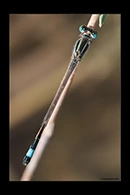 Ischnura fountaineae, thumbnail 6 / 20