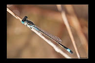 Ischnura fountaineae, thumbnail 11 / 20