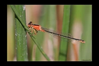 Ischnura fountaineae, thumbnail 14 / 20