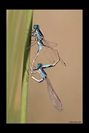 Ischnura fountaineae, thumbnail 16 / 20