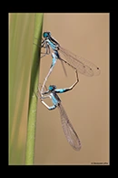 Ischnura fountaineae, thumbnail 17 / 20