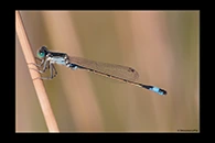 Ischnura fountaineae, thumbnail 19 / 20