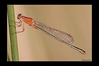 Ischnura fountaineae, thumbnail 20 / 20
