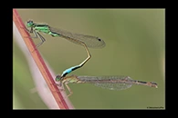 Ischnura genei, thumbnail 1 / 20