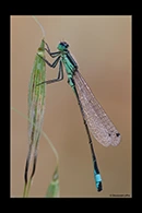 Ischnura genei, thumbnail 4 / 20