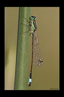 Ischnura genei, thumbnail 5 / 20