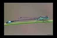 Ischnura genei, thumbnail 8 / 20
