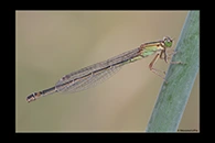 Ischnura genei, thumbnail 9 / 20