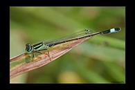 Ischnura genei, thumbnail 10 / 20